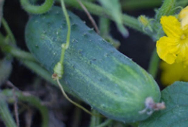 Ogórek Nadusha (fot. Seminis)
