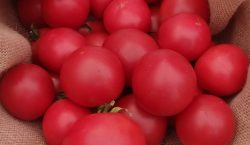 Integrowana ochrona pomidora gruntowego cz. 2
