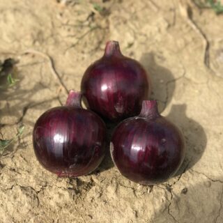 Cebula Elenoire (fot. Cora Seeds)
