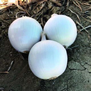 Cebula Lyrika (fot. Cora Seeds)