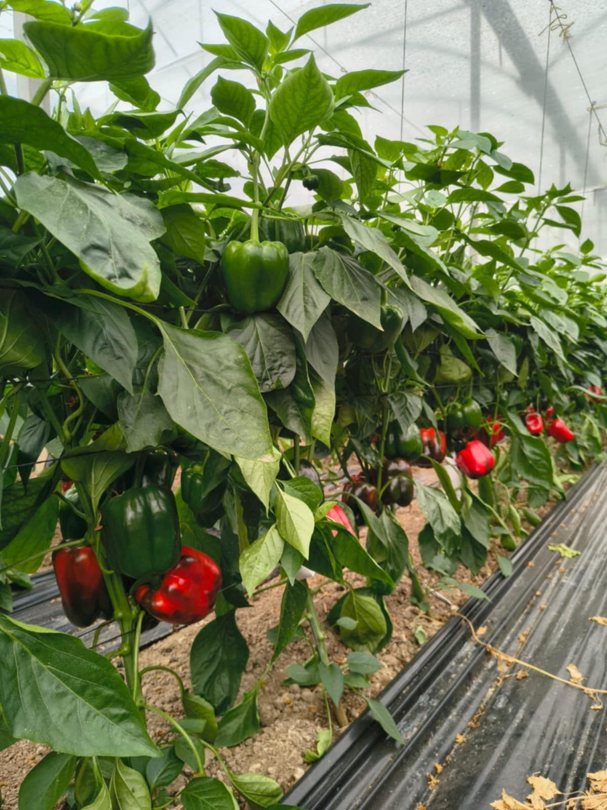 Papryka z firmy Hazera - odmiana Tindaya (fot. D. Wielgat)