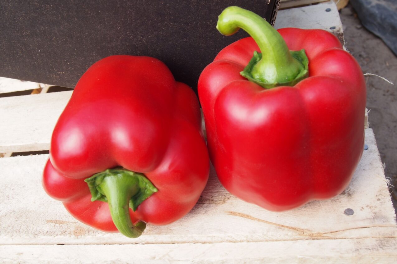 Papryka z firmy Hazera - odmiana Tindaya (fot. D. Wielgat)