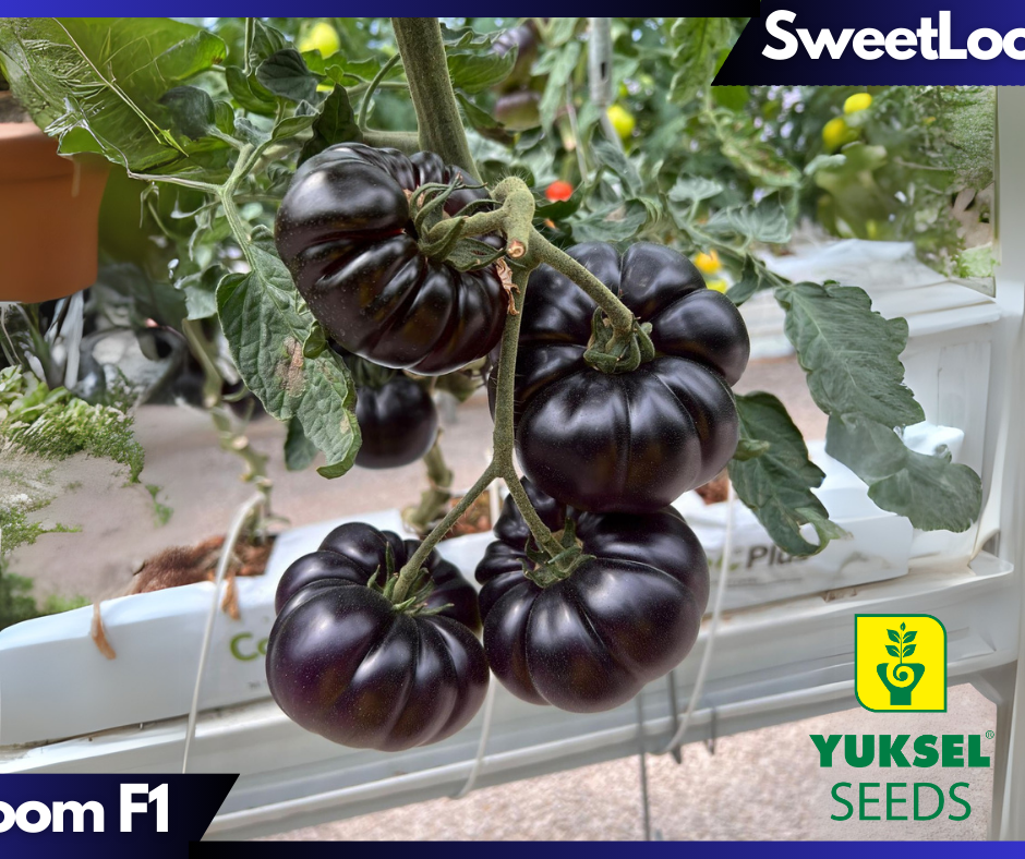 Pomidor SweetLoom z firmy Yuksel Seeds (fot. Yuksel Seeds)
