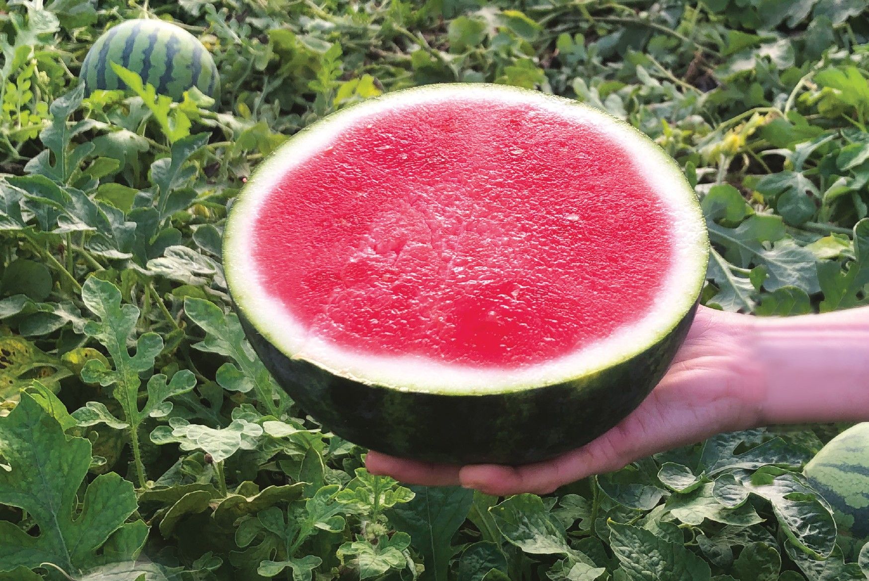 Arbuz Exotica, zdobywca nagrody Fresh Market Award 2025 (fot. Hazera), arbuz bezpestkowy