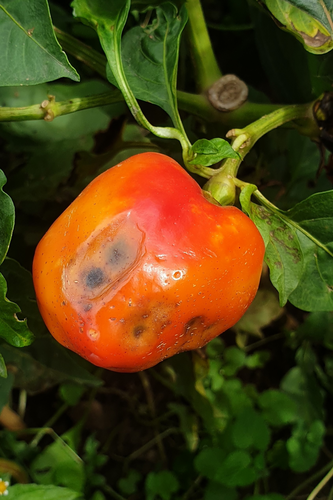 Objawy antraknozy na papryce powodowane przez Colletotrichum scovillei (zdjęcie pochodzi z publikacji New Disease Reports: First report of Colletotrichum scovillei causing anthracnose of pepper in Kosovo - B. Xhemali, M. Cortiello, G. Gjinovci, B. Bresilla, E. Stefani) D. Giovanard)