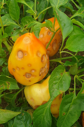nthracnose symptoms on pepper fruits caused by Colletotrichum scovillei in a commercial field in Peja, western Kosovo, antraknoza na papryce