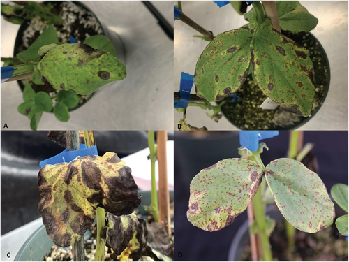 First report of Stemphylium eturmiunum causing Stemphylium blight on Vicia faba in Canada