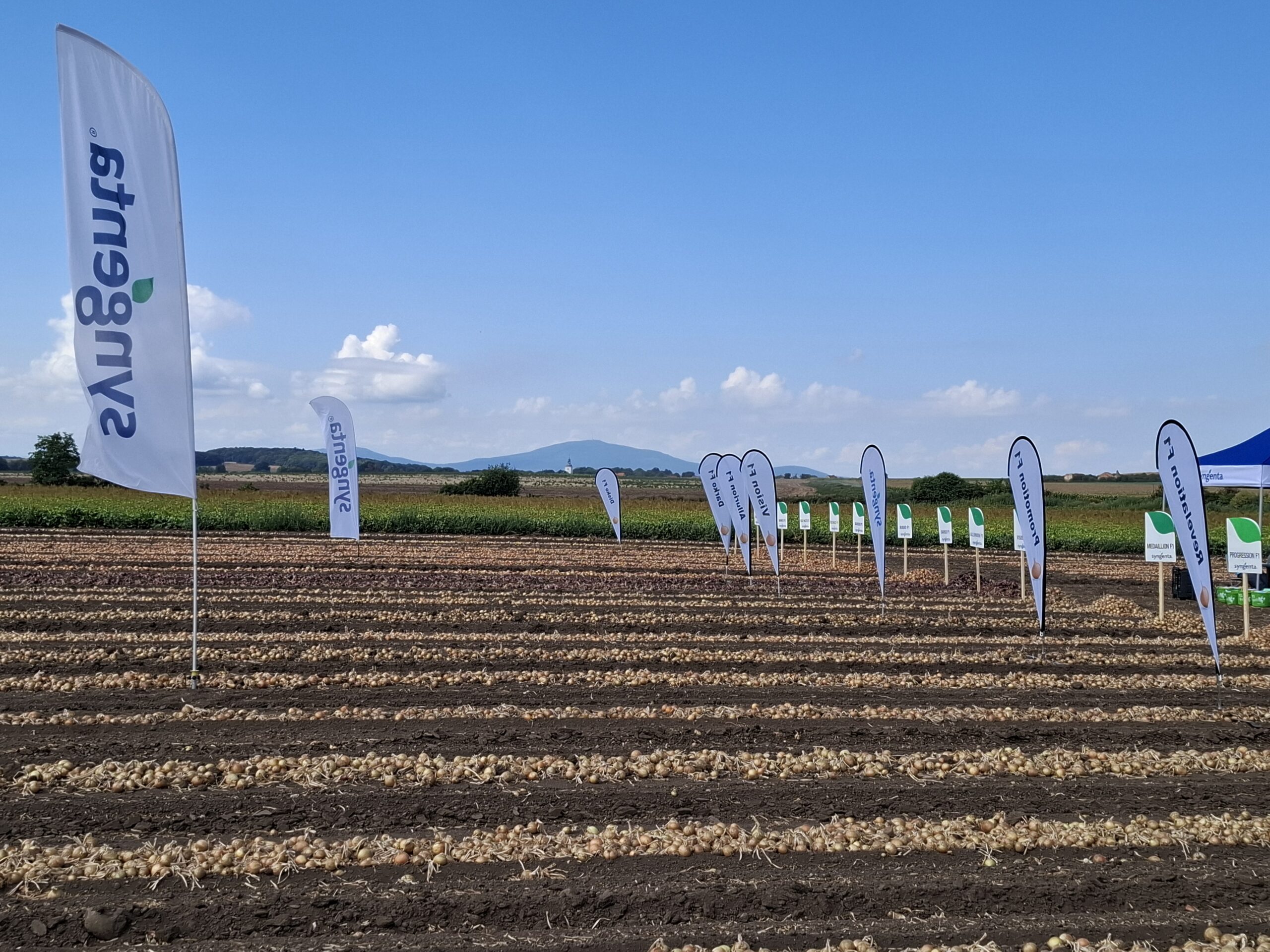 Kolekcja odmian cebuli firmy Syngenta