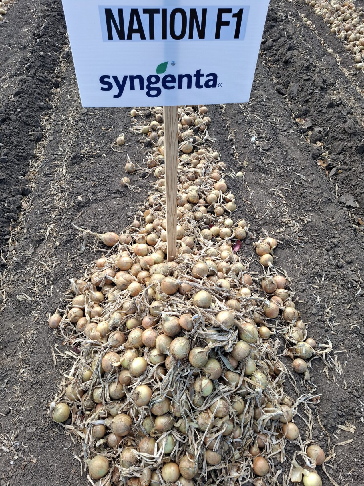 Cebula Nation (fot. PB)