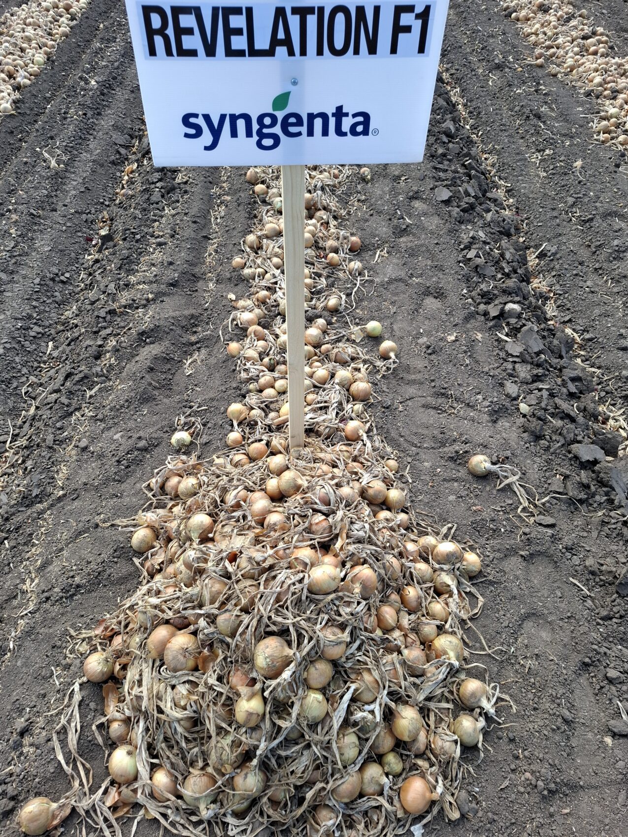 Cebula Revelation (fot. PB)