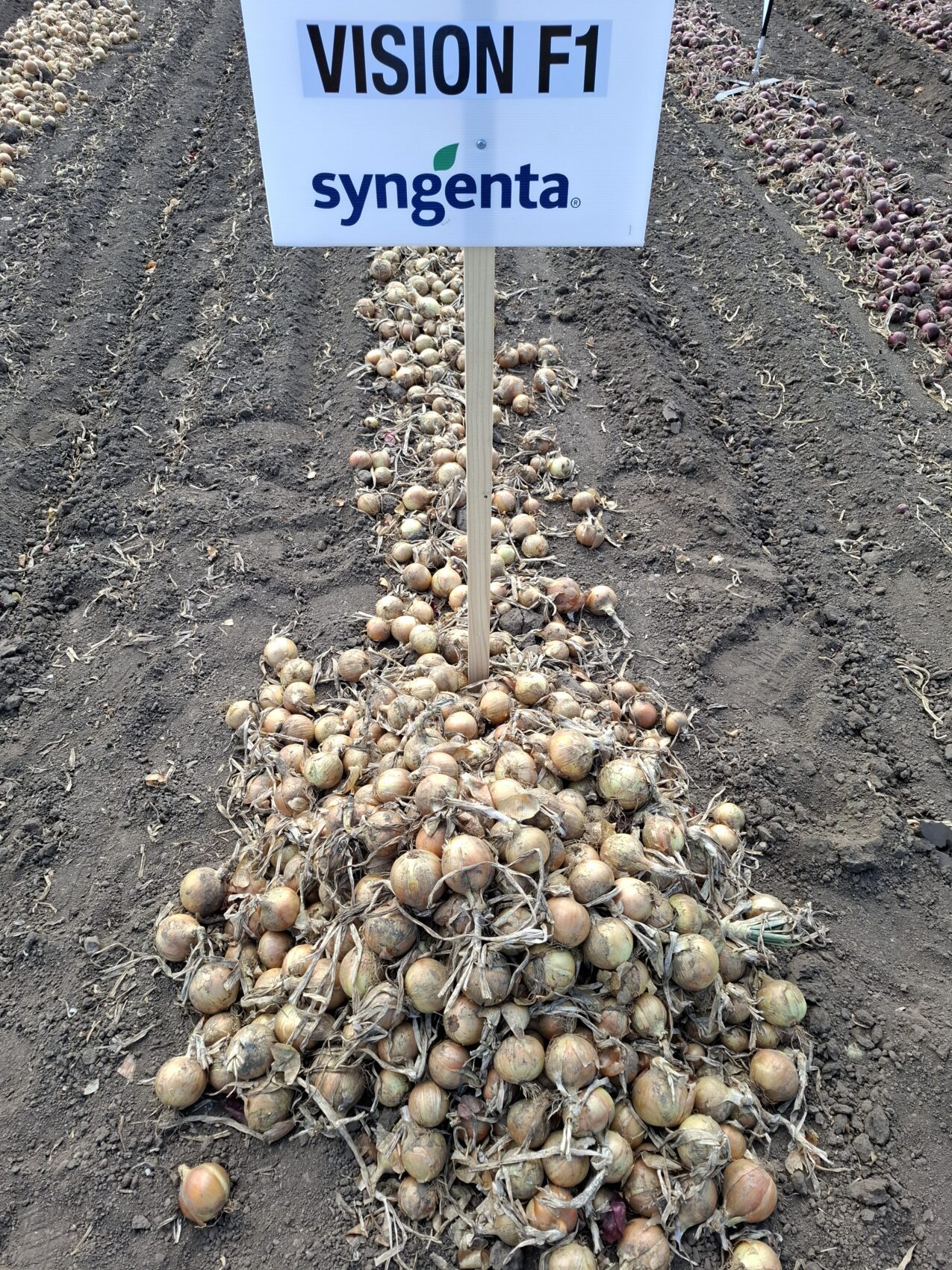 Cebula Vision (fot. PB)