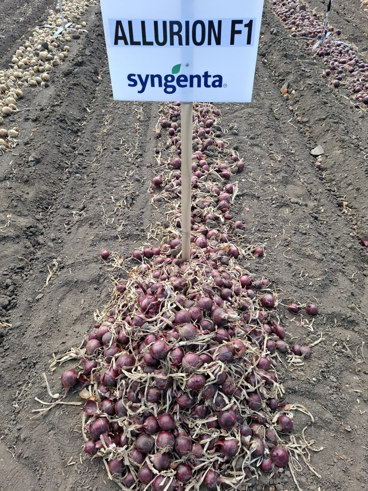 Cebula Allurion (fot. PB)