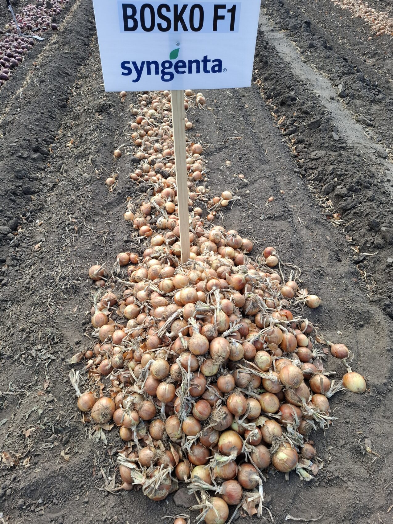 Cebula Bosko (fot. PB)