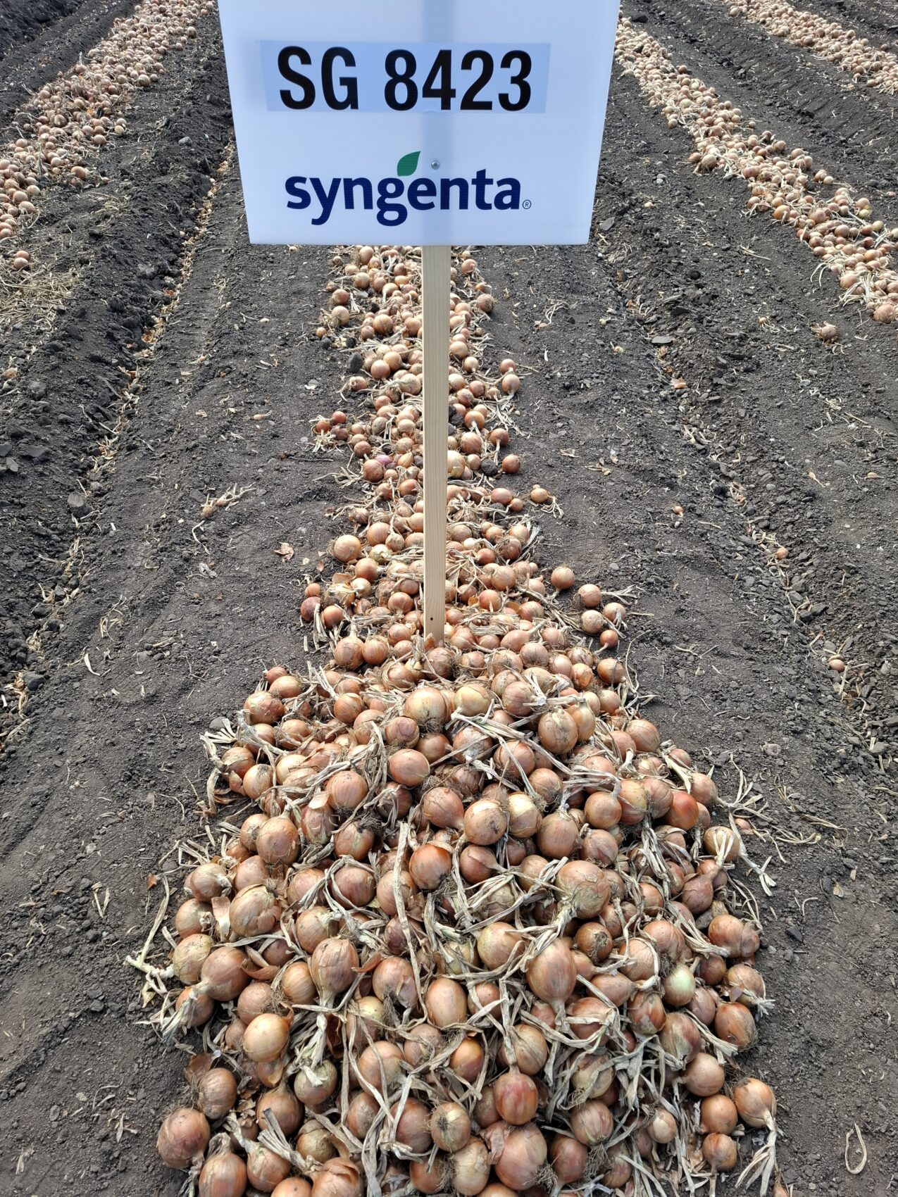 Cebula SG 8423 (fot. PB)