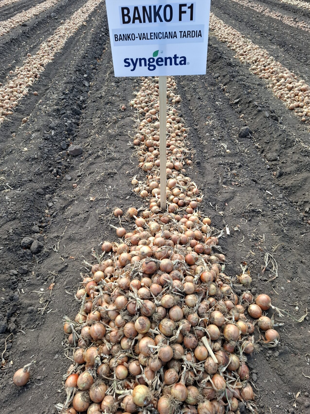 Cebula Banko (fot. PB)