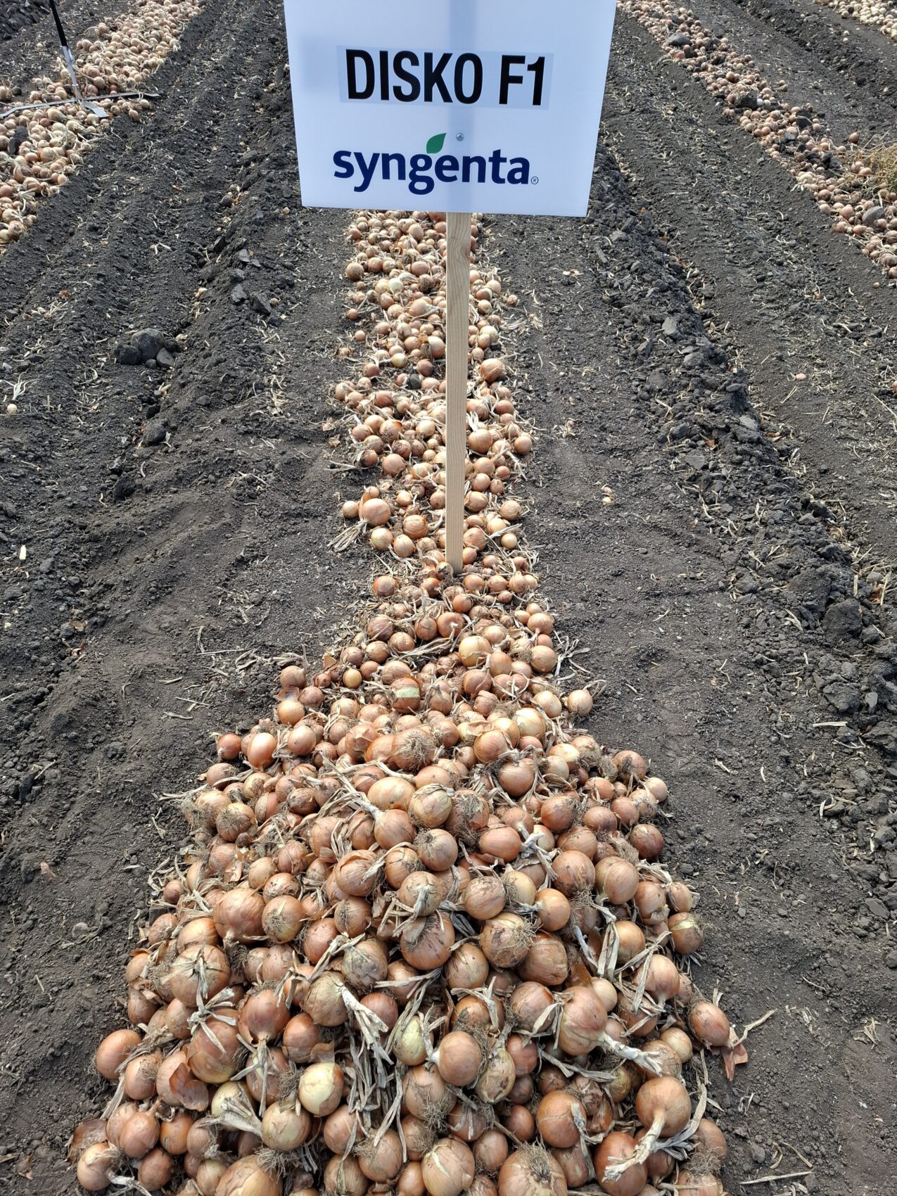 Cebula Disko (fot. PB)