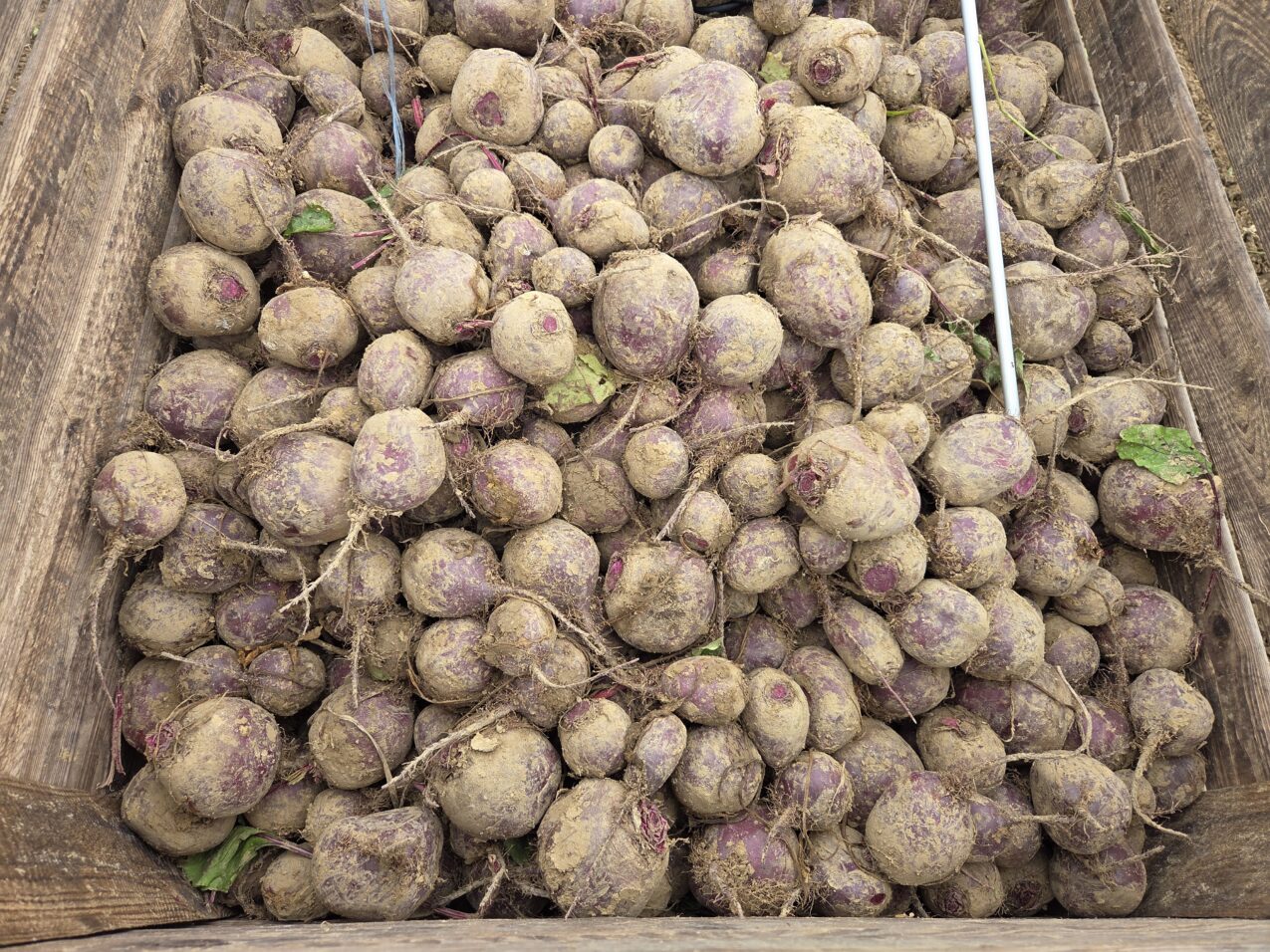 Burak ćwikłowy odmiany Red Hawk F1, fot. PB