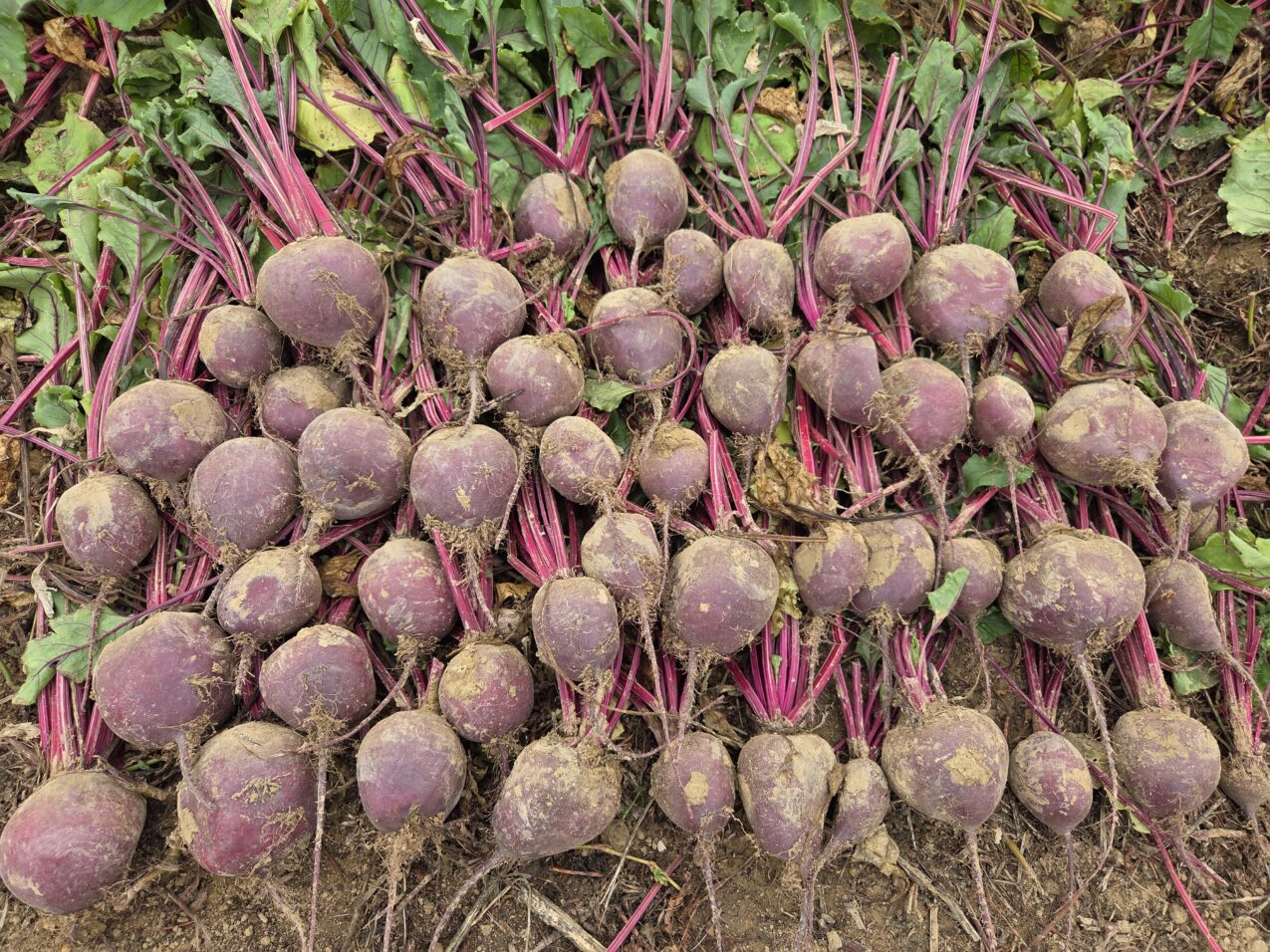 Burak ćwikłowy pod numerem BRR 20002 F1, fot. PB