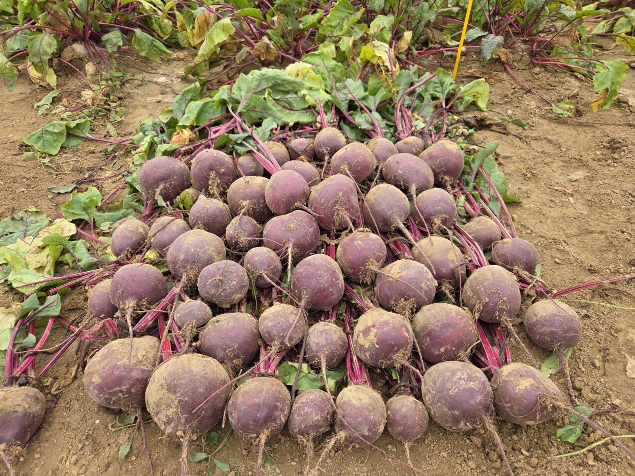 Burak ćwikłowy pod numerem BRR 23000 F1, fot. PB