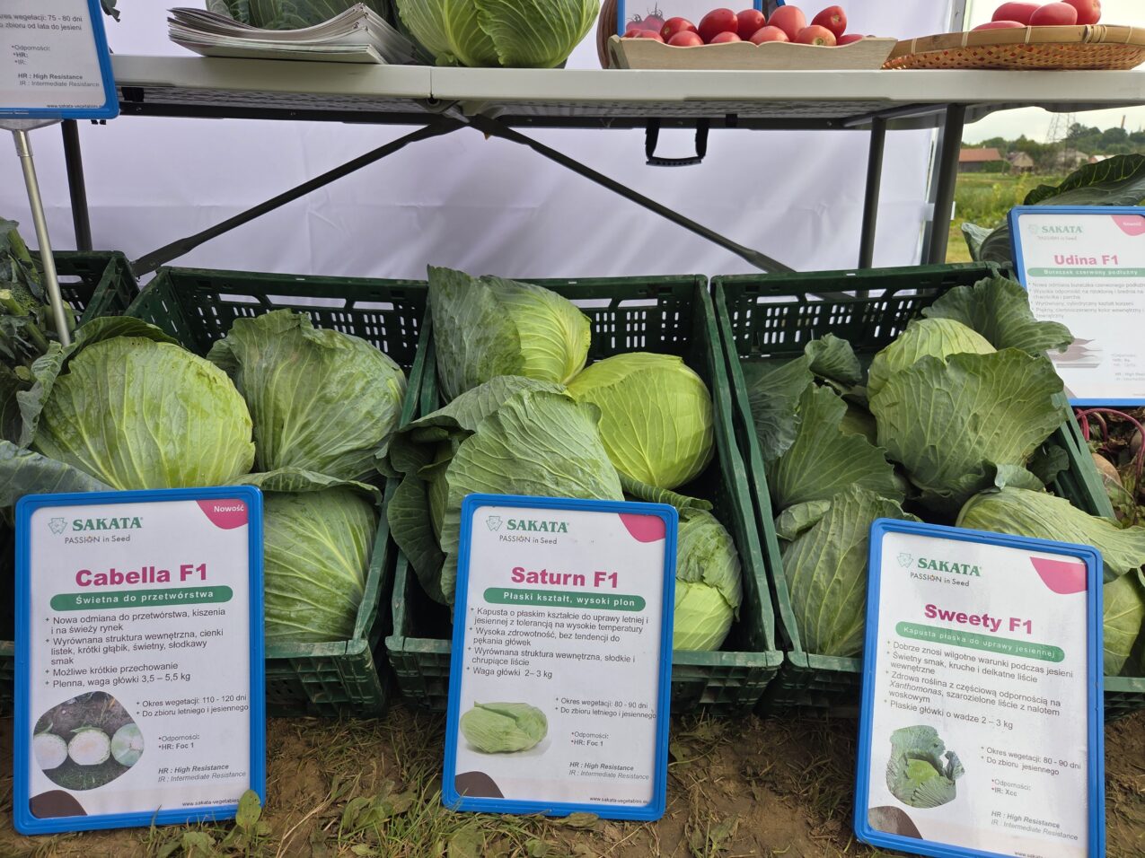 Na wydarzeniu zaprezentowano również kapusty białe z hodowli Sakata, fot. PB
