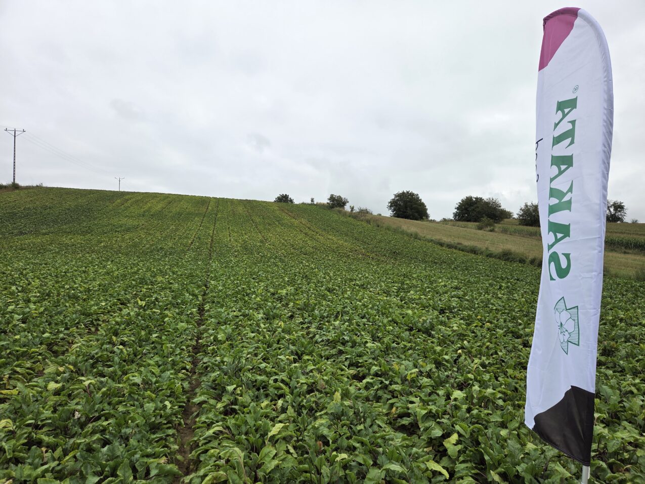 Plantacja buraka ćwikłowego w Szarkówce, fot. PB