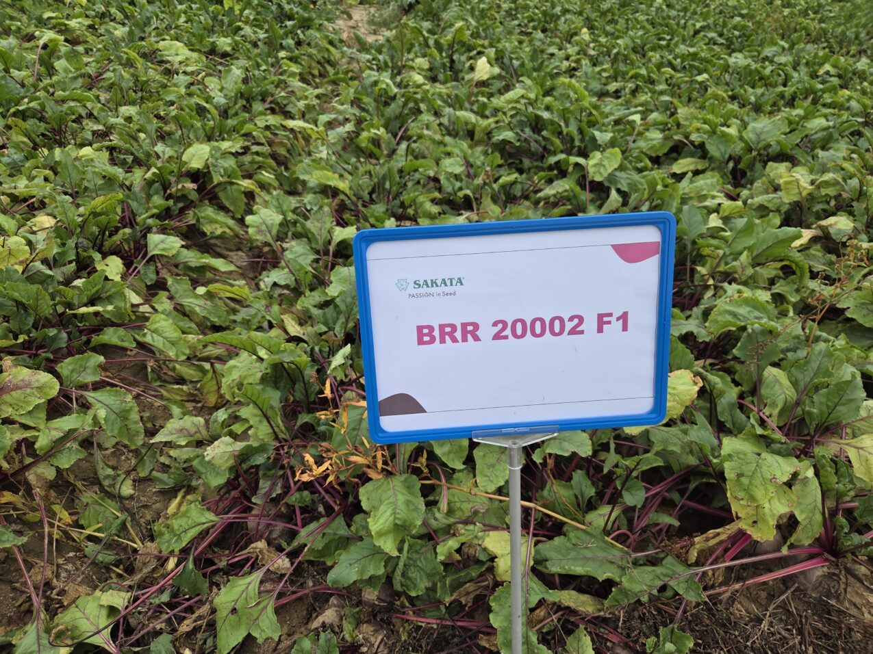 Rośliny nowej odmiany buraka, pod numerem BRR 20002 F1, fot. PB