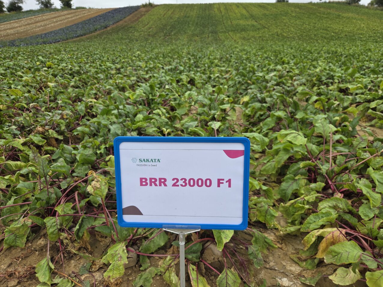 Rośliny nowej odmiany buraka pod numerem BRR 23000 F1, fot. PB
