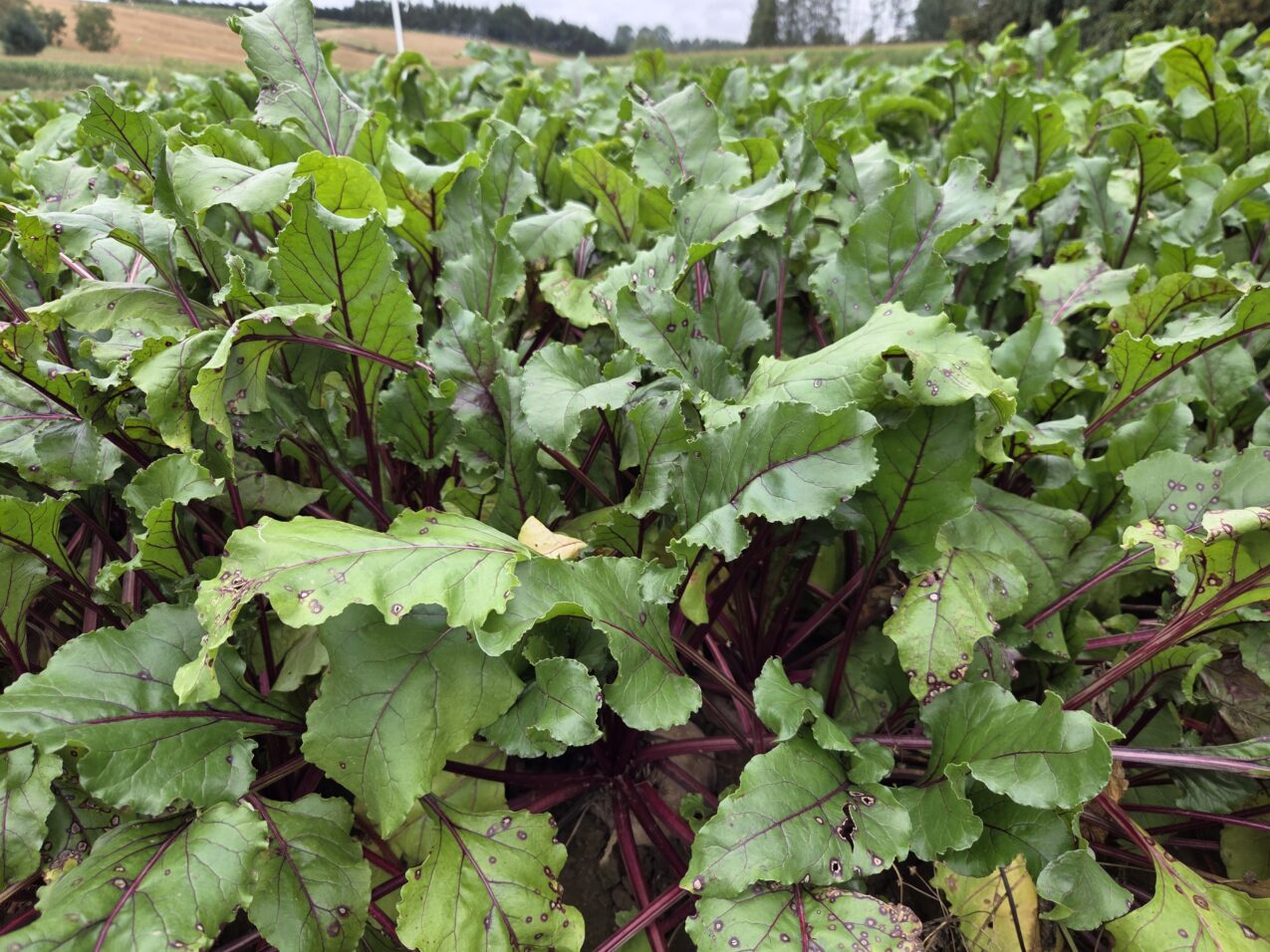 Uprawa buraków ćwikłowych była prowadzona na wysokim poziomie o czym świadczy wysoka zdrowotność roślin, fot. PB