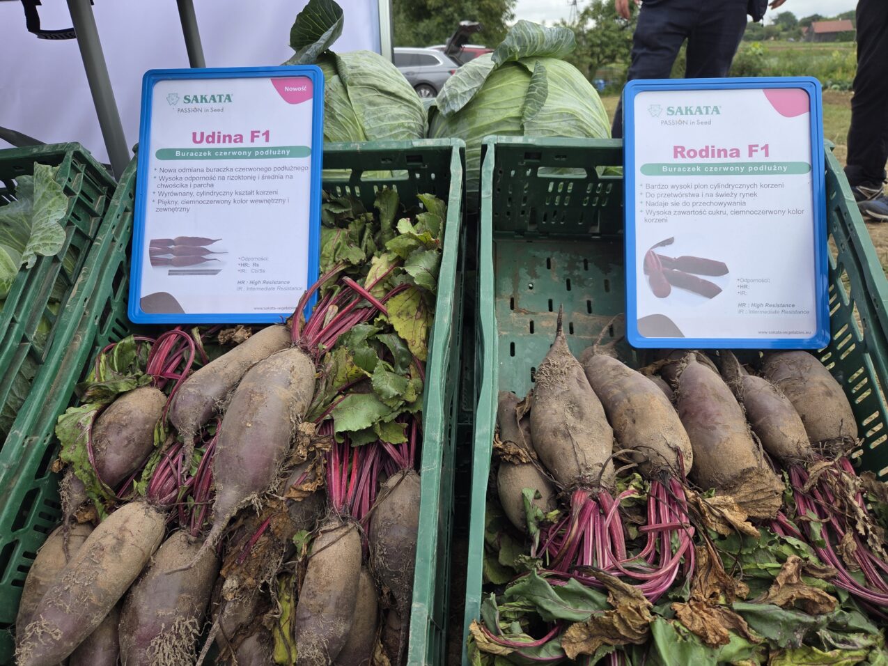 Znane odmiany buraków ćwikłowych o podłużnym korzeniu to m.in. Udina F1 i Rodina F1, fot. PB