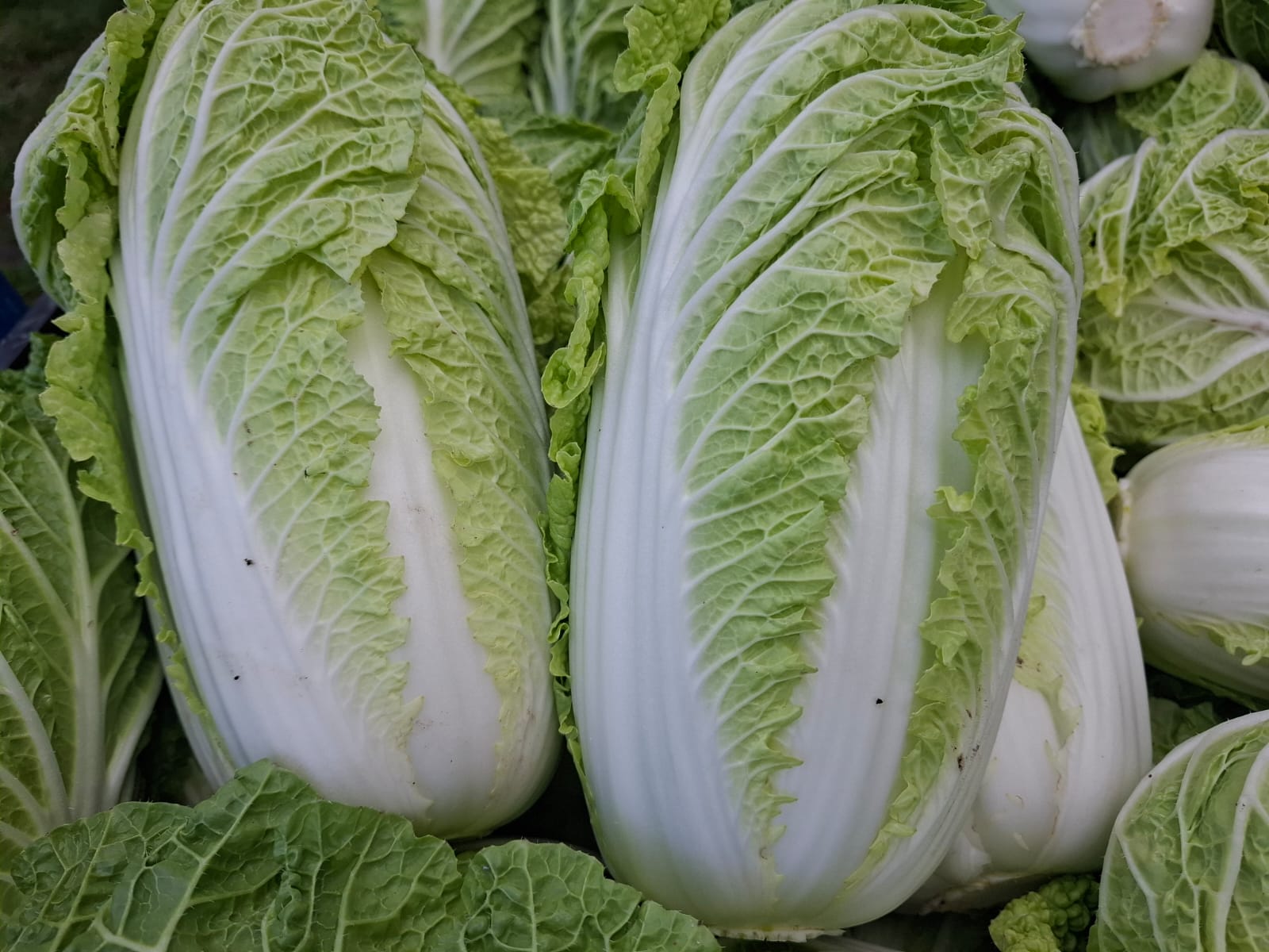 Wysokiej jakości kapusta pekińska z przeznaczeniem na świeży rynek
