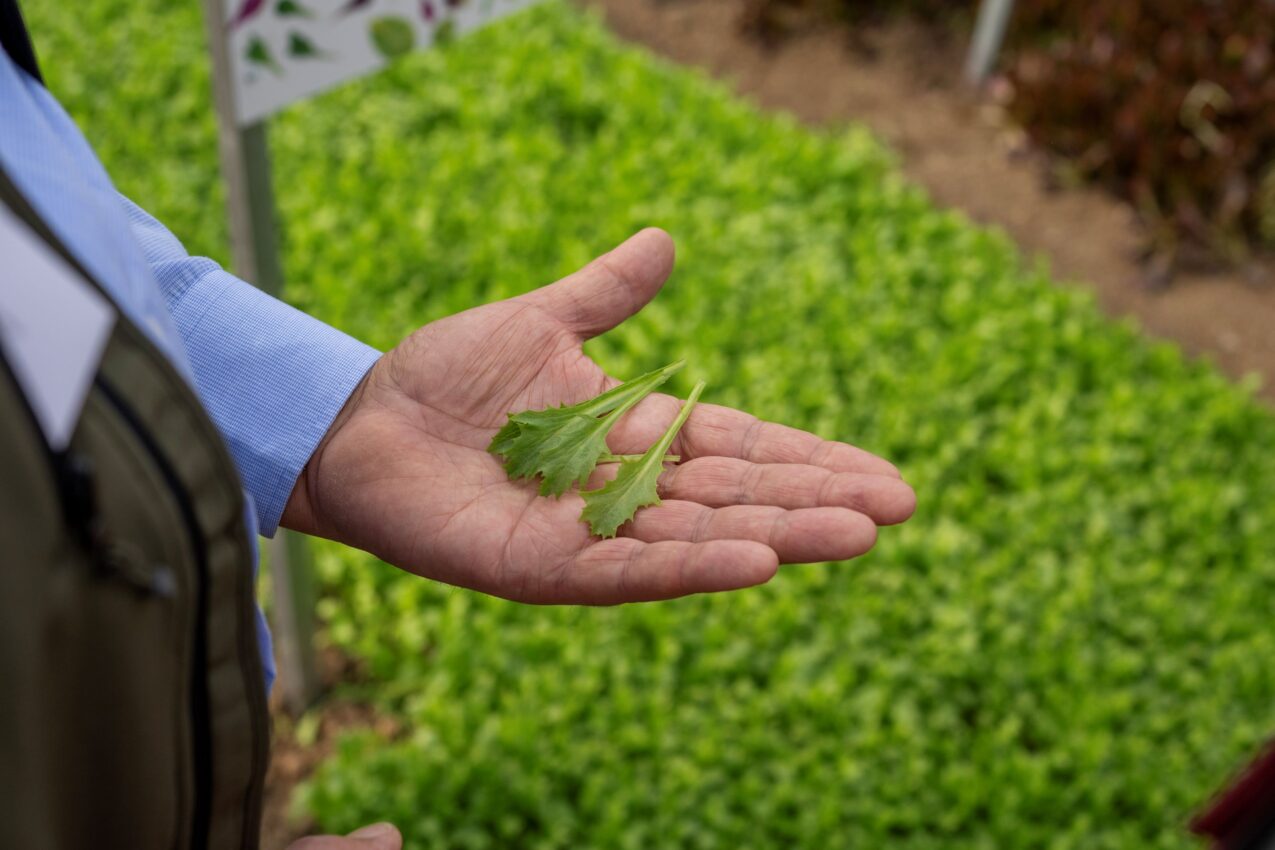 Pokaz odmian warzyw uprawianych na młode liście - Baby Leaf (fot. Cora Seeds)
