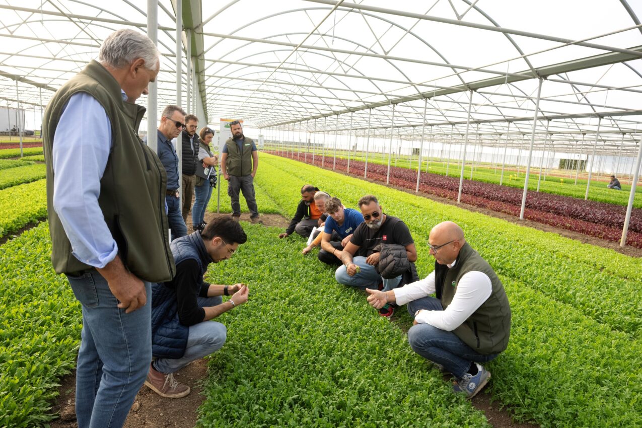 Dni otwarte w firmie Cora Seeds - pokaz odmian warzyw uprawianych na młode liście - Baby Leaf (fot. Cora Seeds)