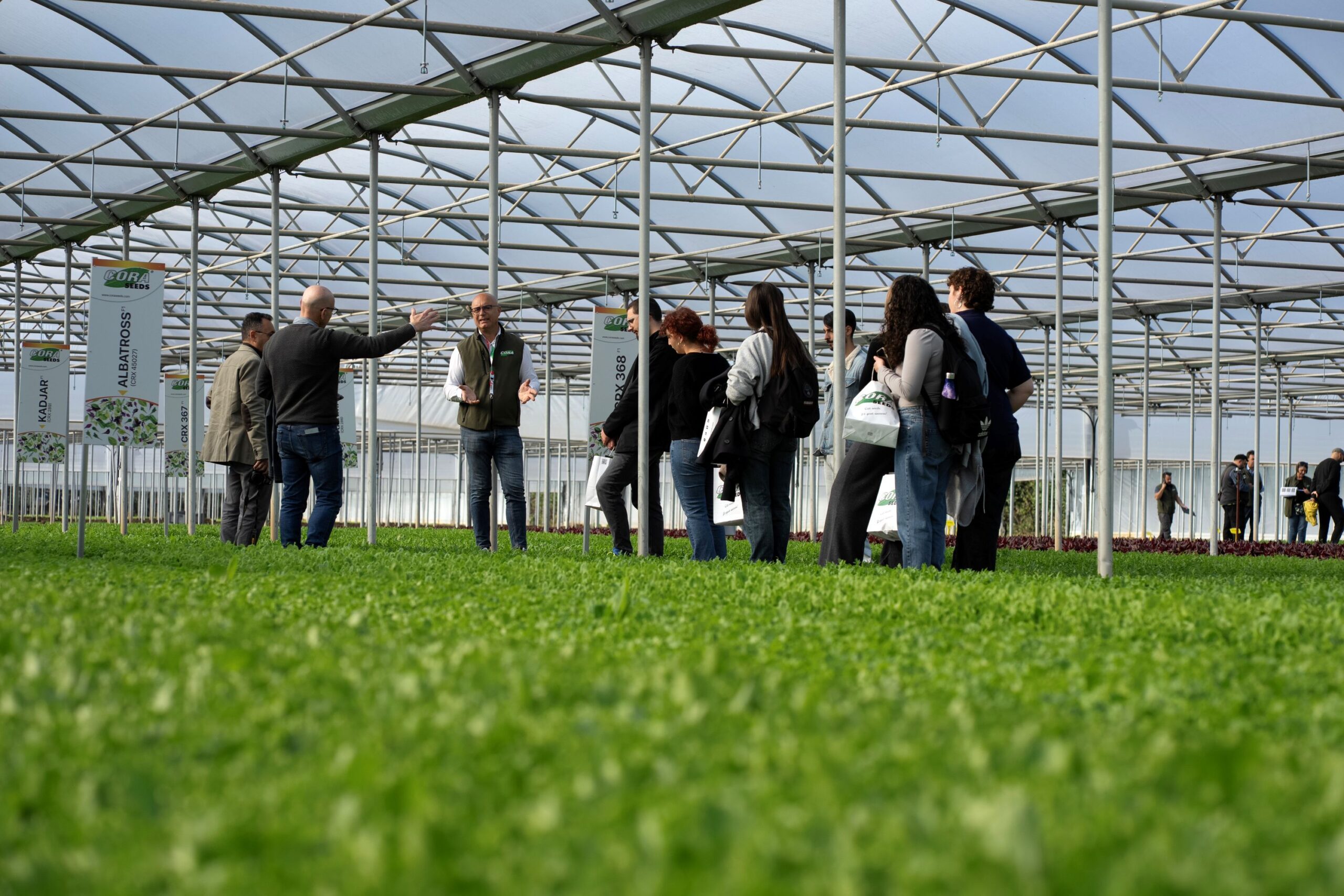 Dni otwarte w firmie Cora Seeds - pokaz odmian warzyw uprawianych na młode liście - Baby Leaf (fot. Cora Seeds)