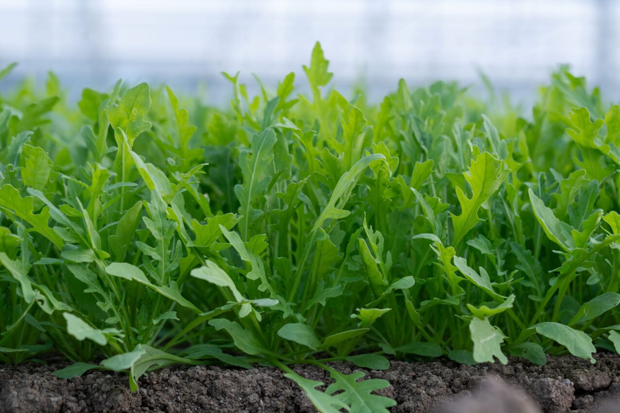 Rukola Kadjar (fot. Cora Seeds)