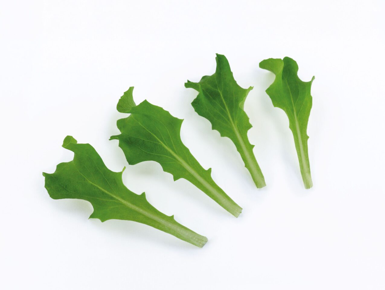 Sałata Maverick (fot. Cora Seeds)