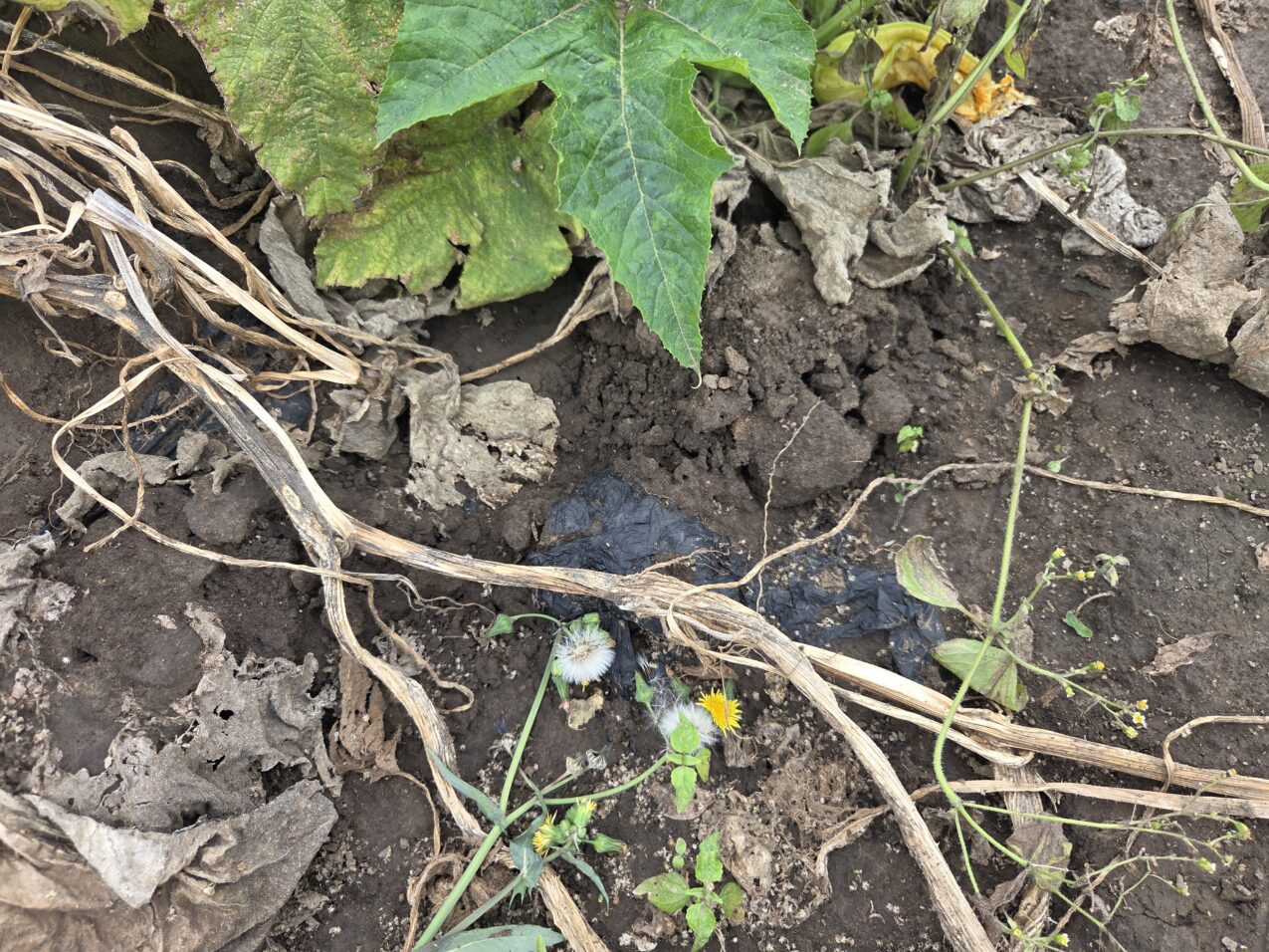 Na znacznej części plantacji resztki folii były trudne do odnalezienia, fot PB