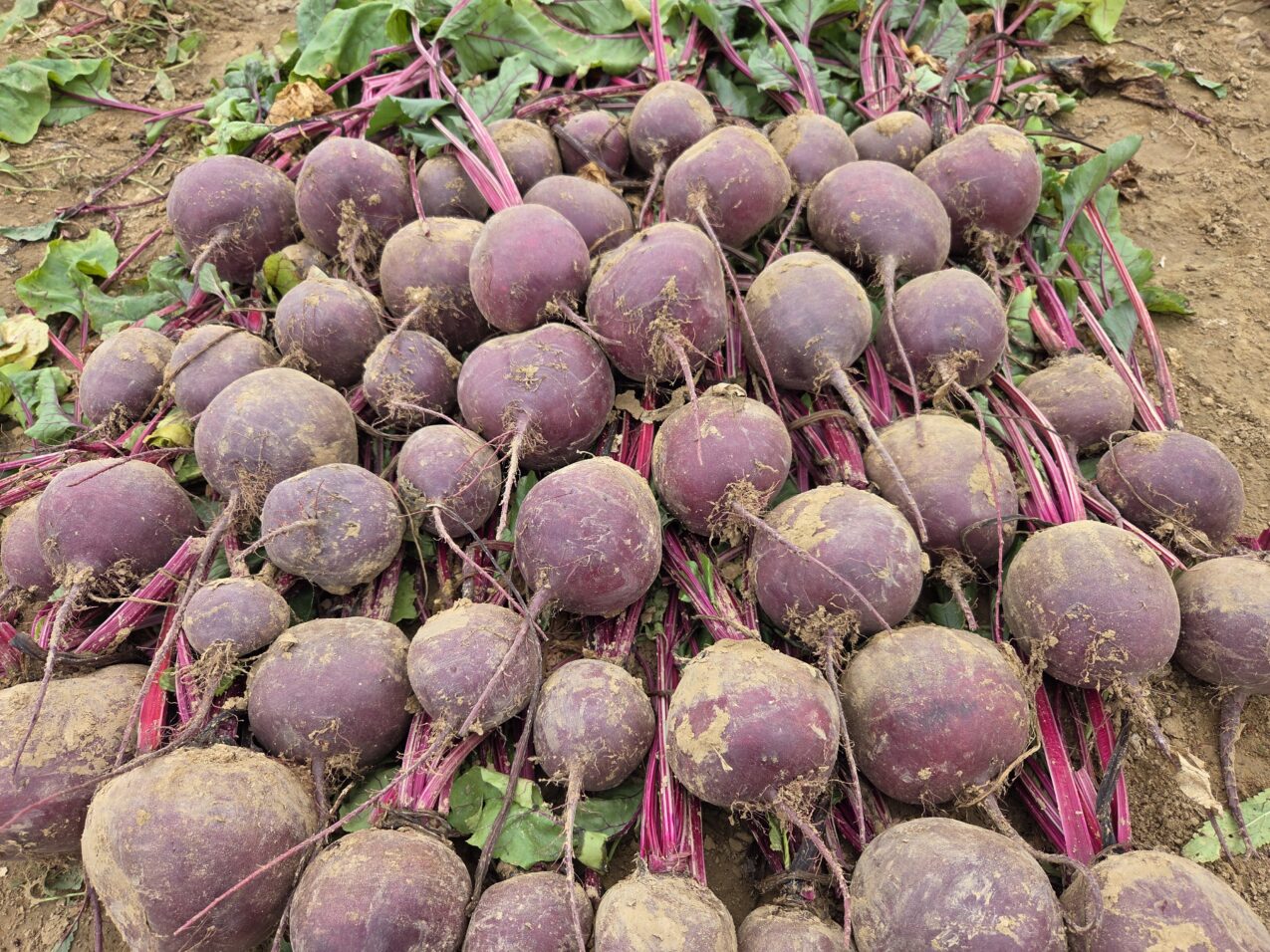 Okazałe korzenie buraków ćwikłowych w Szarkówce (fot. PB)