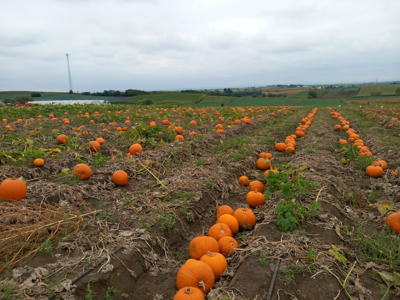 Plantacja dyni typu Halloween w Więckowicach, fot. PB