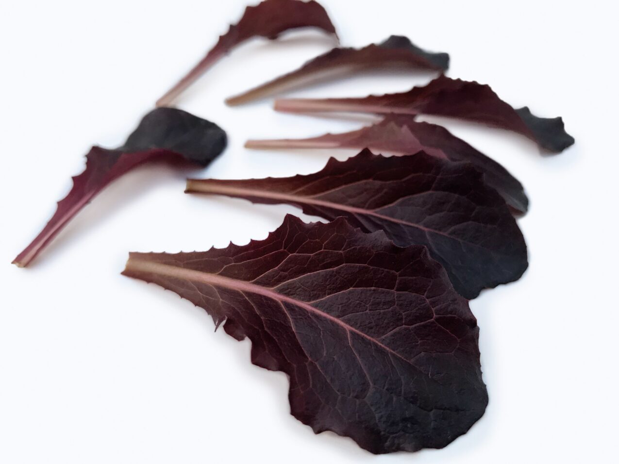 Sałata Rossettina (fot. Cora Seeds)