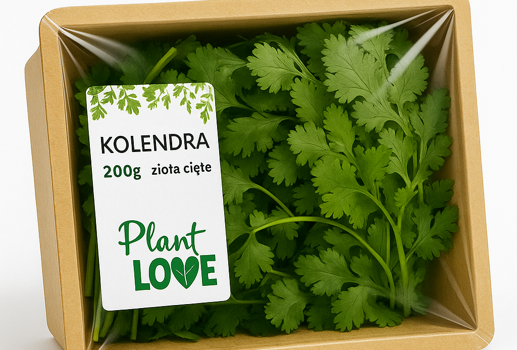 SVI rozbudowuje ofertę ziół ciętych, świeże liście kolendry (fot. SVI)