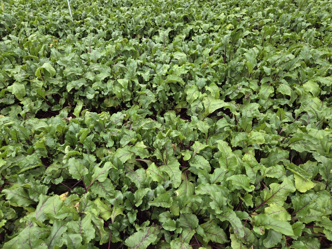 Tak zdrowe rośliny to efekt prawidłowego nawożenia i biostymulacji, fot. PB