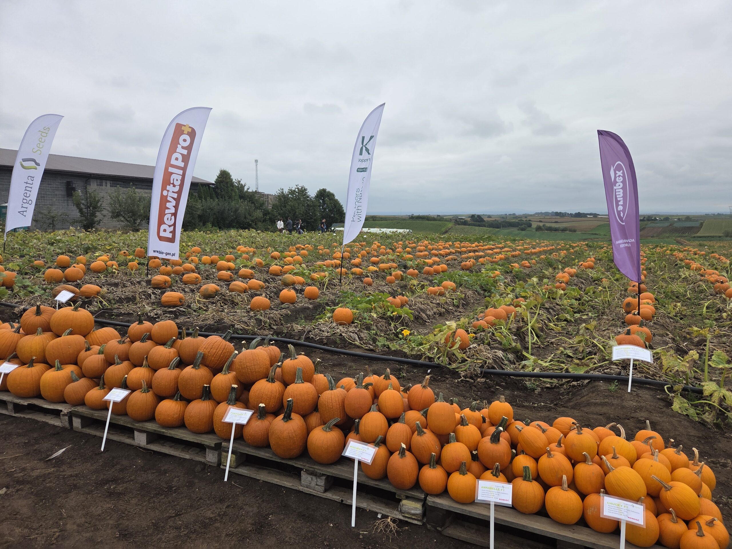 W gopodarstwie Agaty i Mariusza Francuzów wiodącą część produkcji stanowi uprawa dyni w typie Halloween, fot. PB