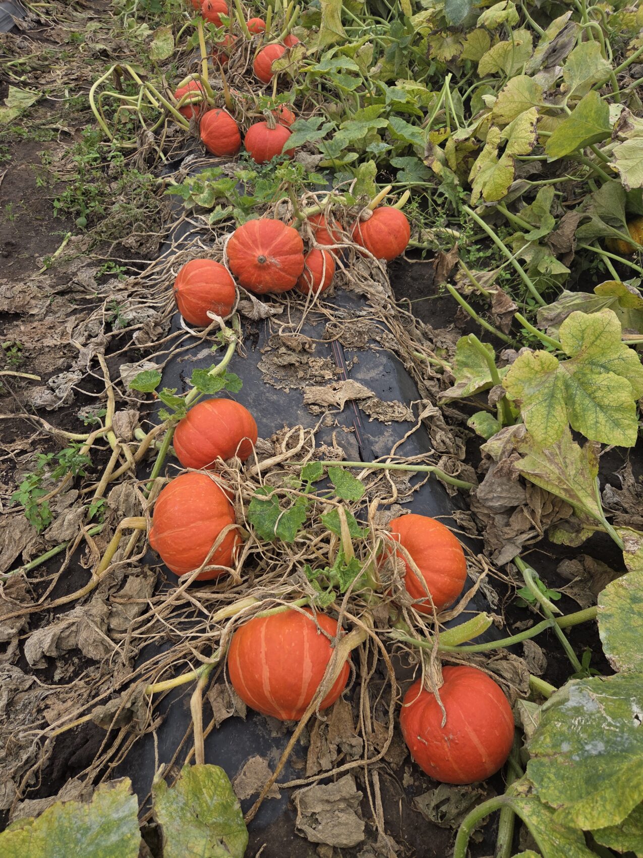 W przypadku odmian dyni o dużej biomasie liści i pędów folia dłużej pozostawała na polu, fot. PB
