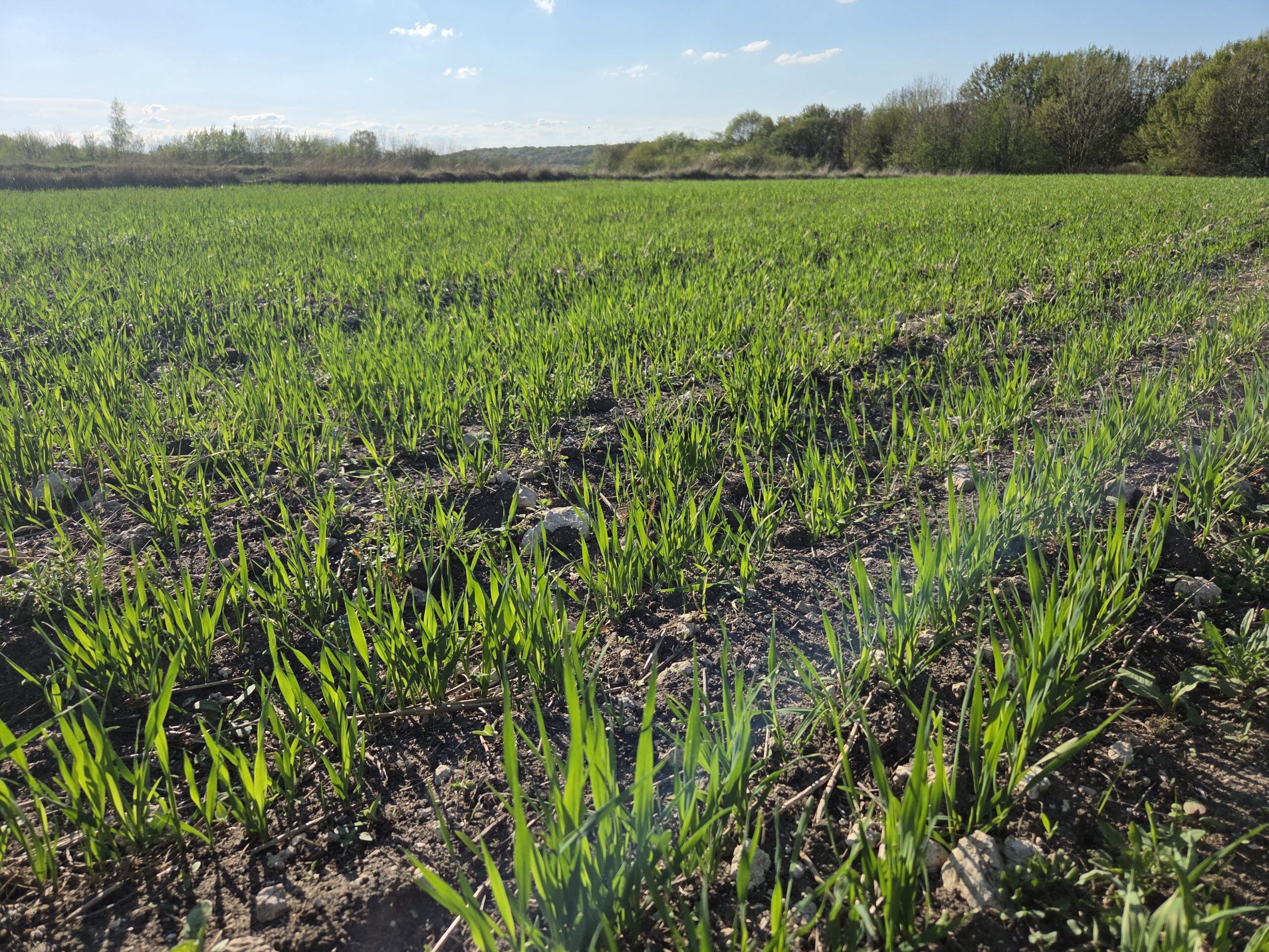 Pole kukurydzy, młode rośliny