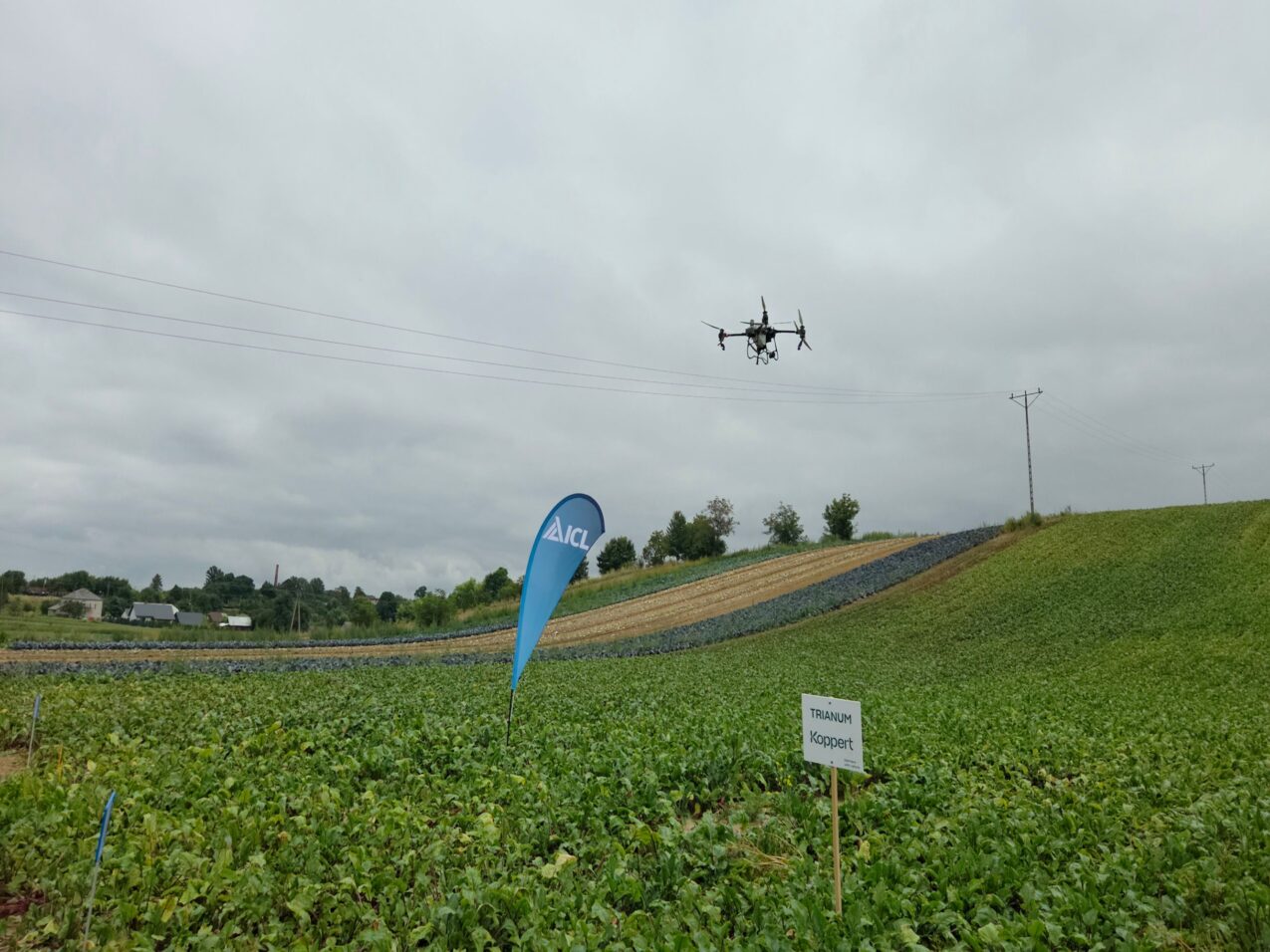 Dron nad plantcją buraków (fot. PB)