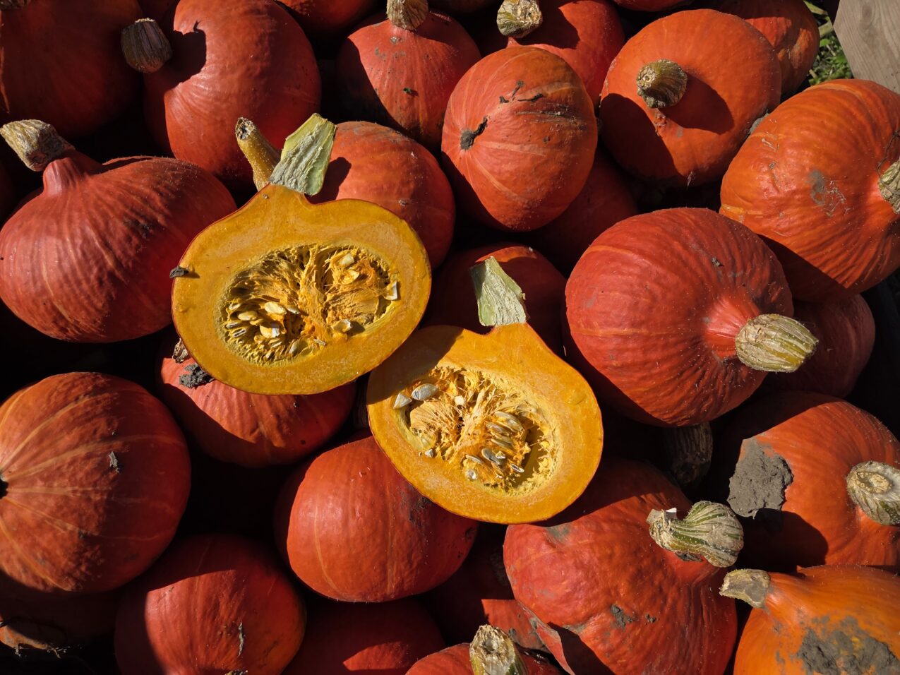 Dynia Ker Madec F1, fot. PB