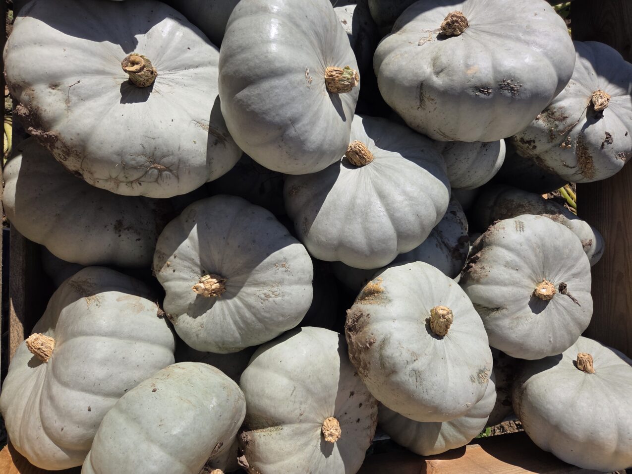 Dynia Nelson F1, fot. PB