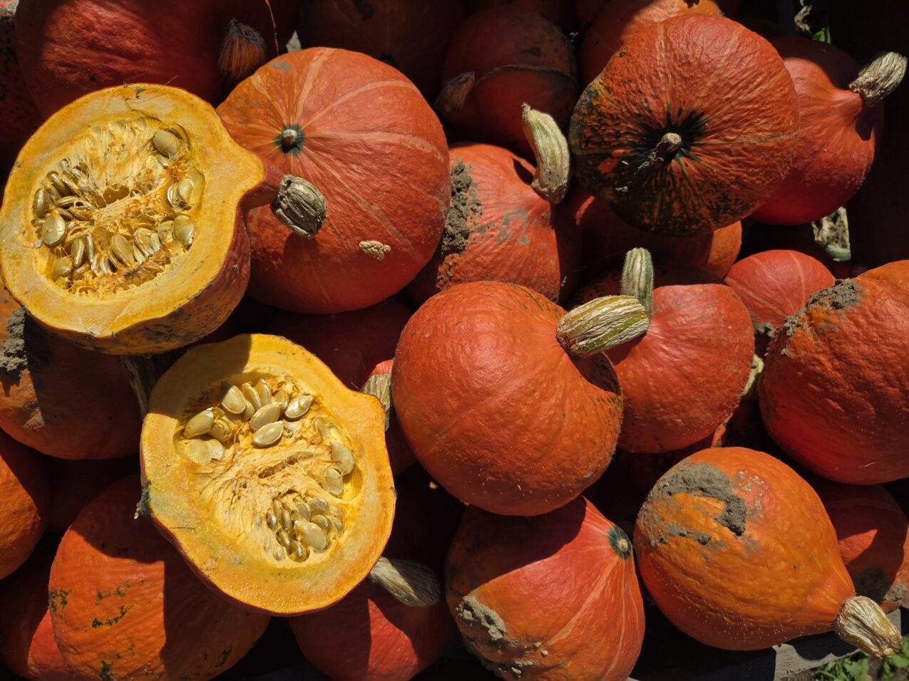 Dynia Orange Summer F1, fot. PB