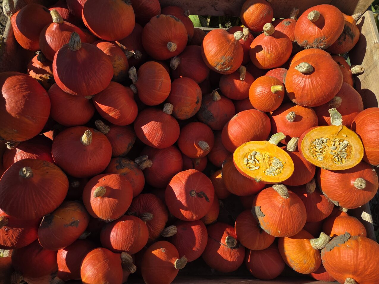 Dynia Spring Light F1, fot. PB