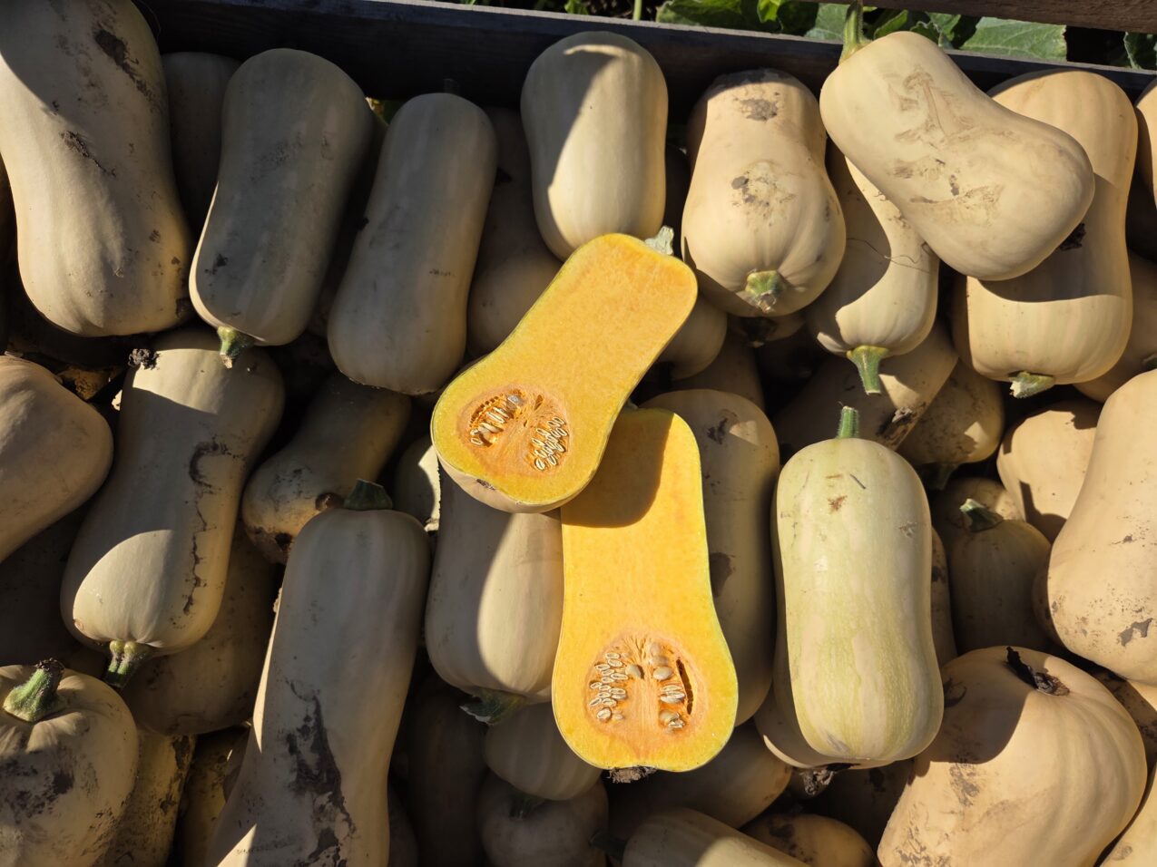 Dynia Vaiana F1, fot. PB